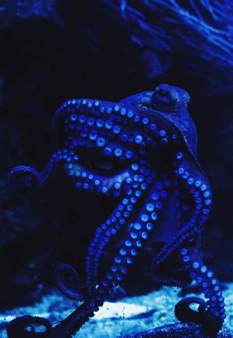blue aesthetic Kangaroo Facts, Octopus Drawing, Octopus Painting, Baby Octopus, Cute Octopus ...
