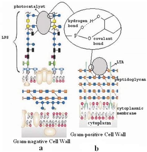 Scheme 1 Outer cell wall of (a) E. coli, and (b) B. sub. | Download ...