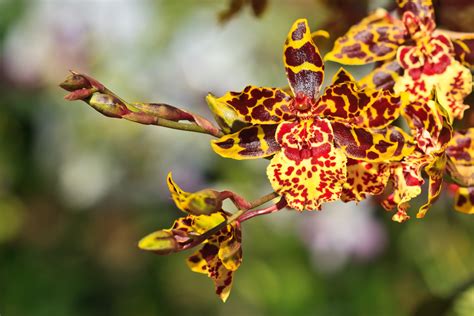 Oncidium (Dancing Lady Orchid): In-Depth Care Guide - Brilliant Orchids