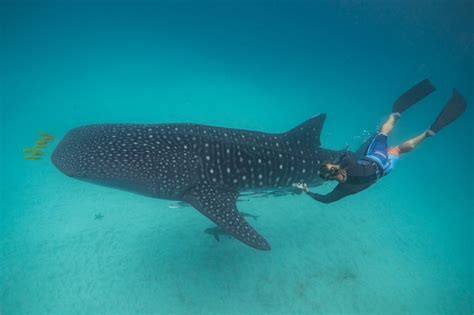 Whale Shark Health Relies on Habitat, Diet – and the Right Mix of Microbes