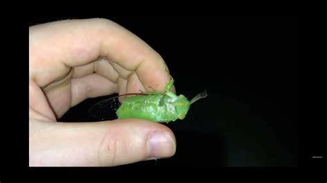 Green Cicada Screaming :) - YouTube