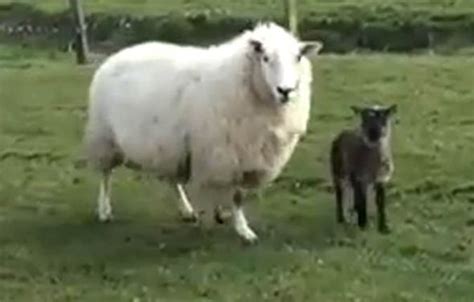 VIDEO: Ewe gives birth to bizarre 'geep' - a mixture between a sheep and a goat | Weird | News ...