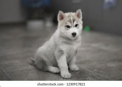 Small Grey Siberian Husky Puppies Stock Photo 1230917821 | Shutterstock