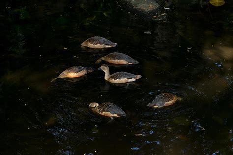 Ducks swimming in a pond 1430090 Stock Photo at Vecteezy