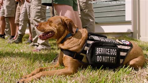 How Service Dogs Help Veterans With Ptsd