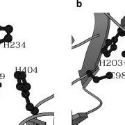 Stereo view of the metal-binding sites in extein protein (1UC2). (a)... | Download Scientific ...