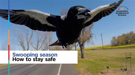 Swooping season: How to stay safe - YouTube