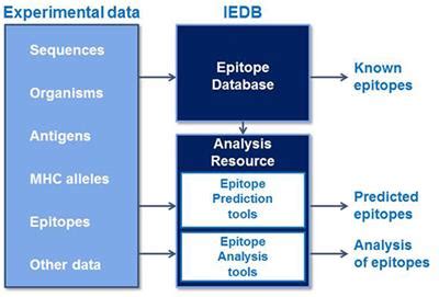 Frontiers | The Immune Epitope Database and Analysis Resource in Epitope Discovery and Synthetic ...