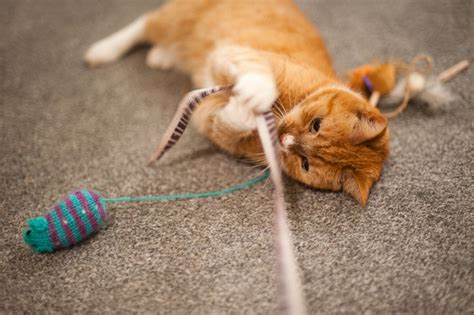 How to Play With Your Cat for Feline-Human Bonding