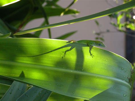 Request for Anole Habitat Data – Anole Annals