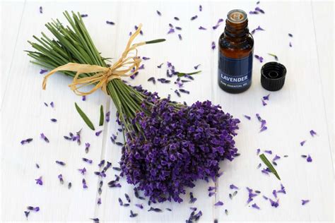 Lavender Oil Benefits: How It Works and How to Use It