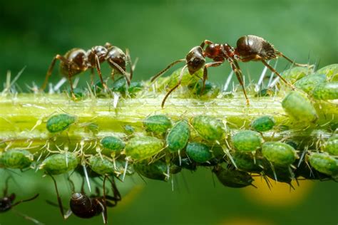 Do Ants Eat Aphids?