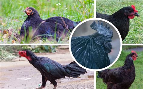 10 Black Chicken Breeds (With Pictures) - LearnPoultry