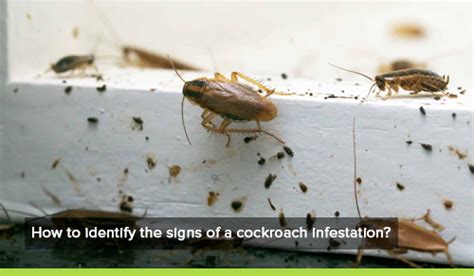 Signs You Have a Cockroach Infestation | Competitive Pest Services