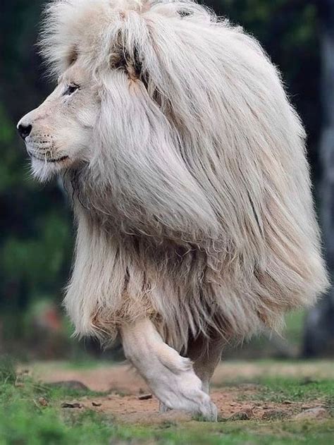 look at his hair, what a beautiful lion 🦁 in 2021 | Beautiful lion, Animals, Wildlife photography