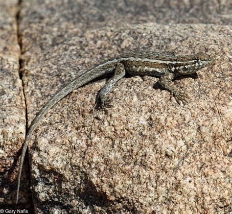 Uta stansburiana (Side-blotched lizard)