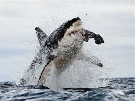 Shark Breaching False Bay Morning Trip - sharkdiving.co