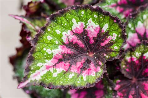 Begonia Cuidados Variedades Semperflorens Elatior Rex Dragón