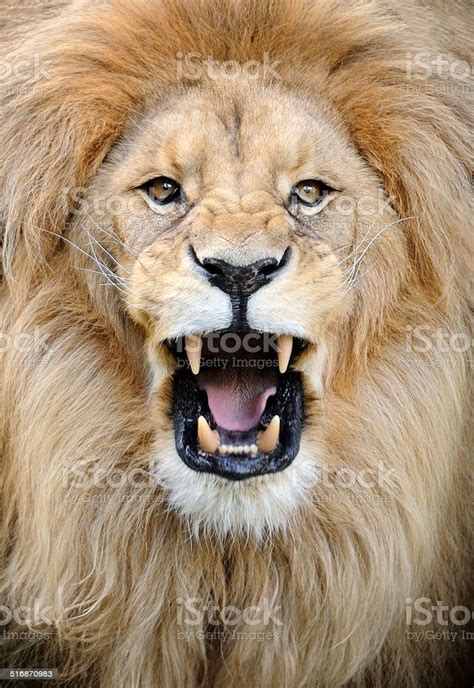 close-up of a roaring male lion | Roaring lion, Lion photography, Lions ...