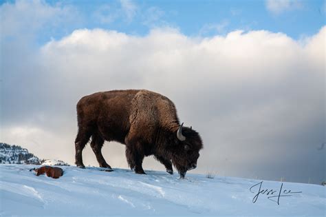 Wintering Bison during a break in the weather. | Yellowstone | Wyoming | Jess Lee Photography