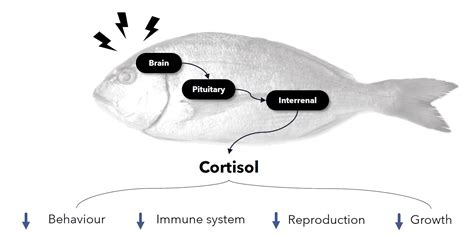 Stress levels in fish – Fish Forward