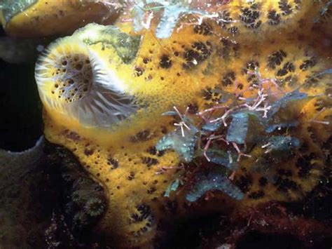 Marine invertebrates picture : Biological Science Picture Directory ...