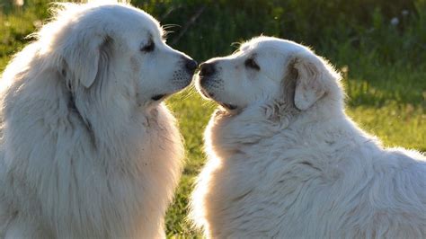 Great Pyrenees Grooming: The Essential Guide with Pictures of Hairstyles