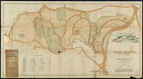 Map of Arnold Arboretum showing location of the trees and shrubs - Digital Commonwealth