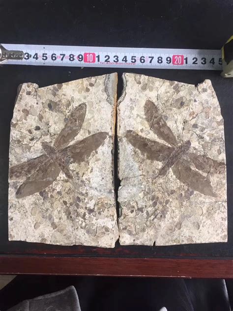 Dragonfly Fossil from Liaoning - Fossil ID - The Fossil Forum