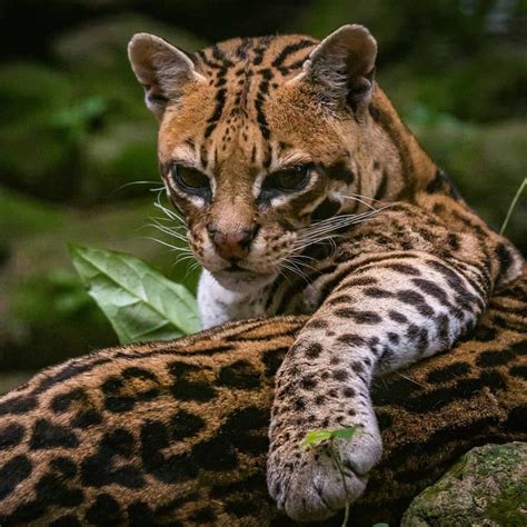 Endangered Article on Instagram: “🐅This beautiful ocelot was pictured ...