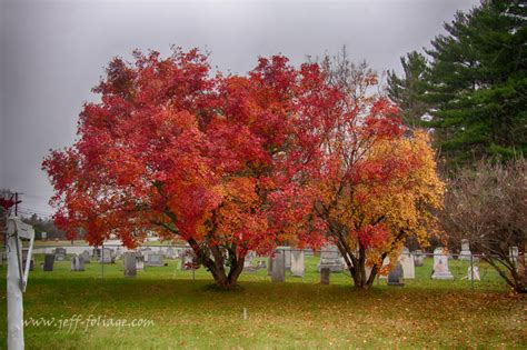 Smoke tree - Wikipedia