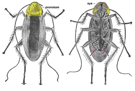 Blattodea - Bugwoodwiki