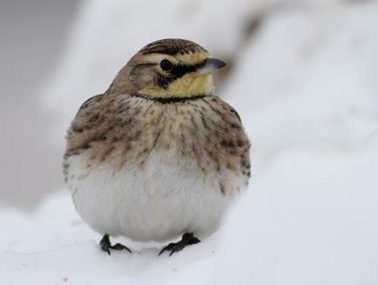 Horned Lark, Identification, All About Birds - Cornell Lab of Ornithology