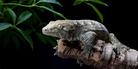 New Caledonian gecko | Smithsonian's National Zoo and Conservation ...