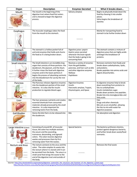 Digestive System Organs Chart