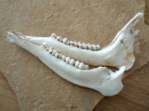 Real Deer Jaw Bones Animal Skeleton for Assemblage Altered