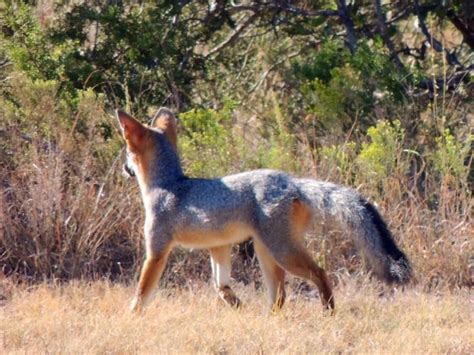 Grey fox | Photos | Texas Hunting Forum