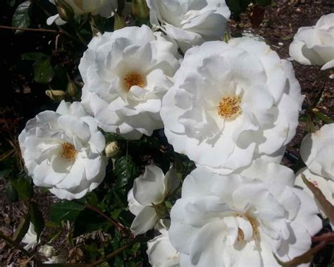 Types of Rose Bushes: 21 Gorgeous Rose Bush Varieties - Minneopa Orchards