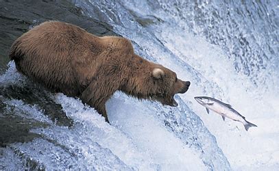 Predators and Prey - Yellowstone National Park