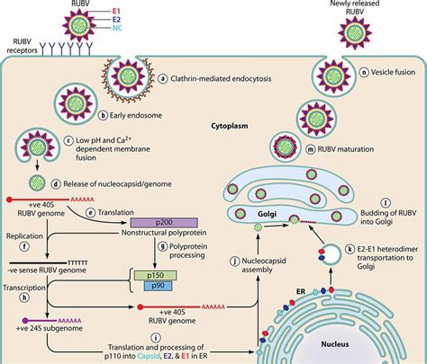 Rubella Virus Antigens - Creative Diagnostics