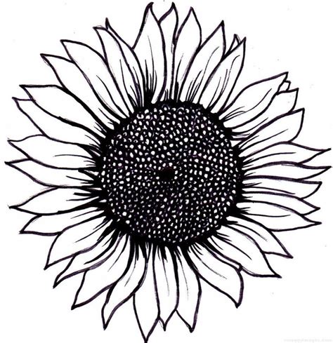 Sunflower Outline Drawing | Free download on ClipArtMag