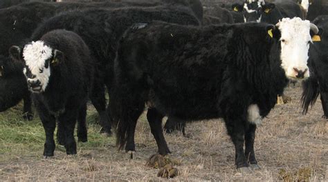 Springridge Ranch Grass-Fed Yak-Cross Beef: The Old Gal