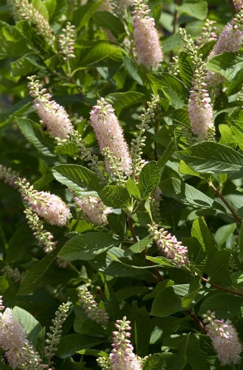 Clethra alnifolia 'Pink Spire' | Sweet Pepper Bush | Ebert's Greenhouse