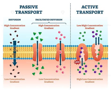 Active passive transport vector illustration - VectorMine