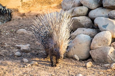 Visiting Decan wildlife refuge in Djibouti | Atlas & Boots