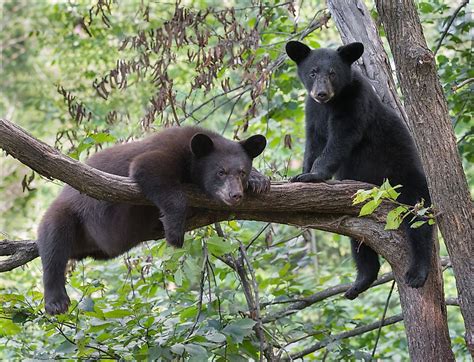 Can Bears Climb Trees? - WorldAtlas.com