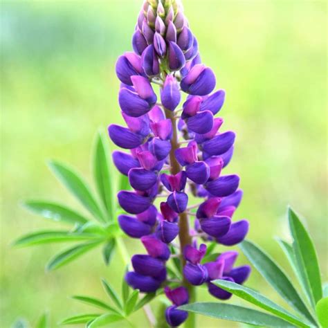 Buy lupin Lupinus Gallery Blue (Gallery Series): £5.99 Delivery by Crocus
