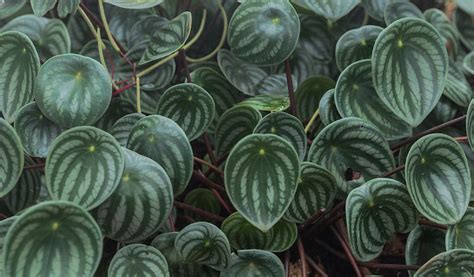 Watermelon Peperomia Care Guide - OSERA