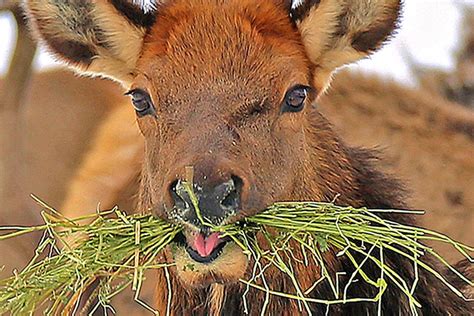 Harsh winter took heavy toll on wildlife across western U.S. | Peninsula Daily News