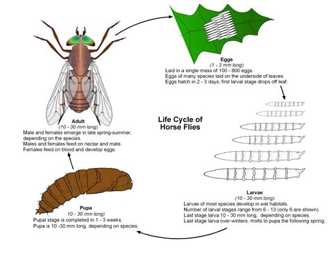 Resources | Public Health and Medical Entomology | Purdue | Biology | Entomology | Insects ...